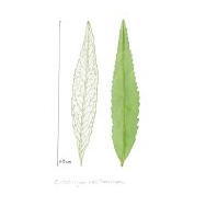 yerba santa leaf Eriodictyon californicum