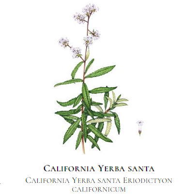 yerba santa leaf Eriodictyon californicum