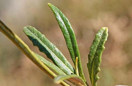 Yerba santa leaf Eriodictyon angustifolia
