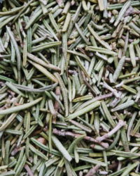 Rosemary biodynamic organic herb